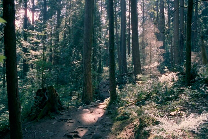 A hiking trail in North Vancouver