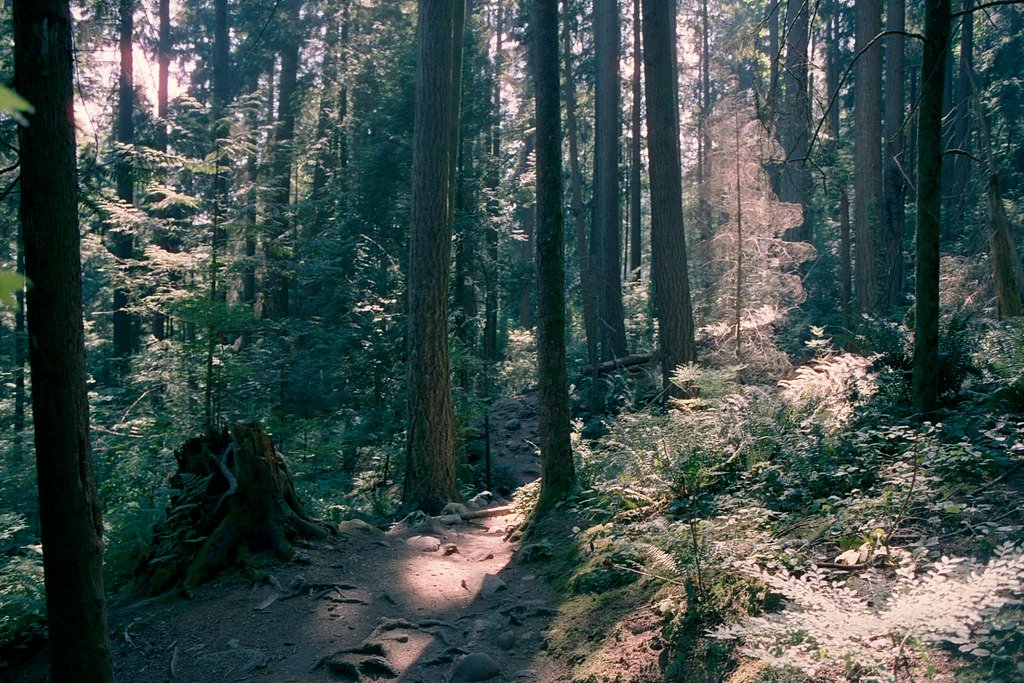 A hiking trail in North Vancouver