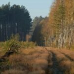 Autumn forest path lined with tall trees