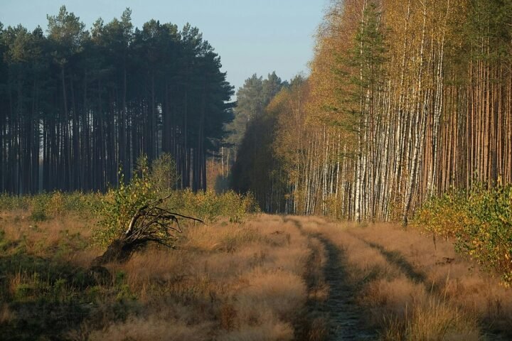 Autumn forest path lined with tall trees