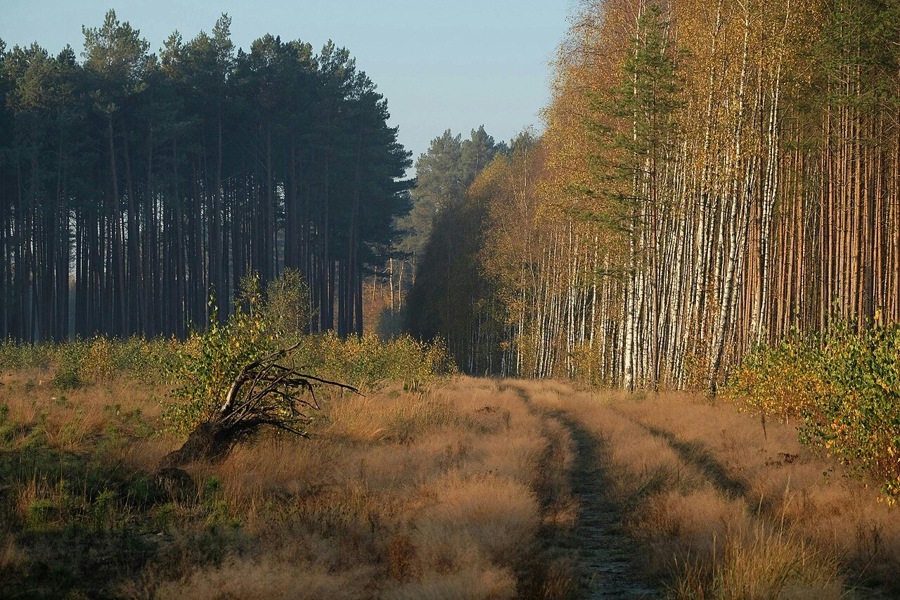 Autumn forest path lined with tall trees