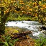 Sweet Creek Trail in Oregon