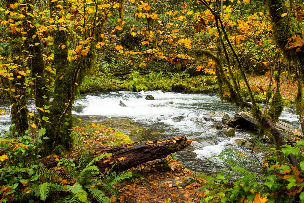 Sweet Creek Trail in Oregon