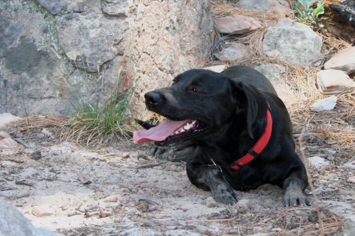 A tired dog resting