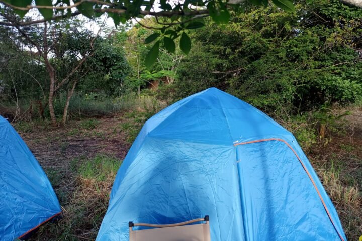 Bright blue dome tents pitched on a grassy campsite surrounded by trees
