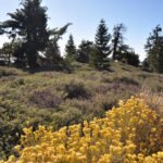 Thorny plants, a reminder to wear long pants on the trail