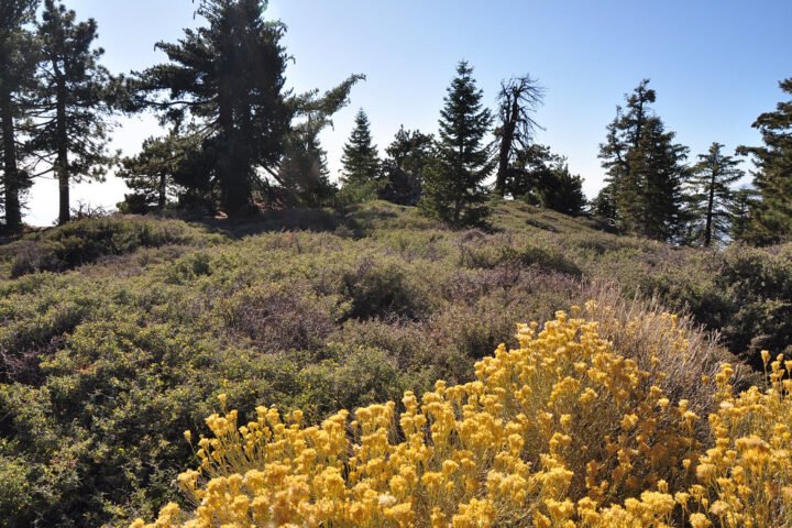 Thorny plants, a reminder to wear long pants on the trail