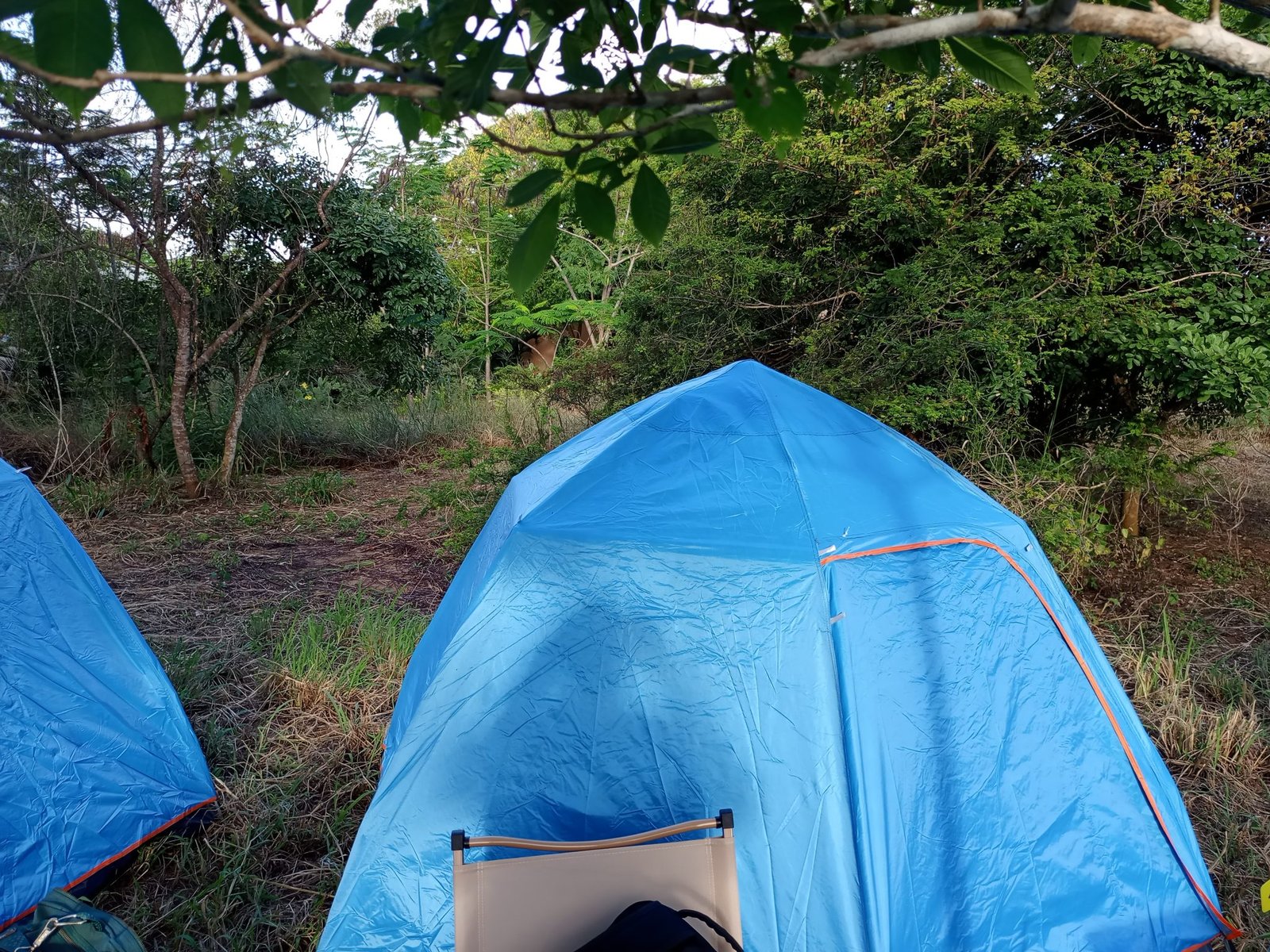 Bright blue dome tents on a grassy campsite surrounded by trees