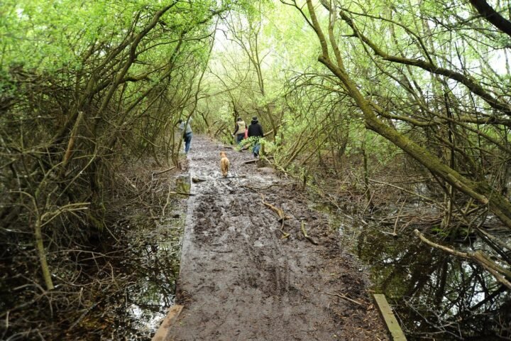 People on a spring walk along a muddy tree-lined path