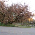 A tree beside a bicycle trail in Marymoor Park