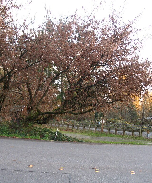 A tree beside a bicycle trail in Marymoor Park