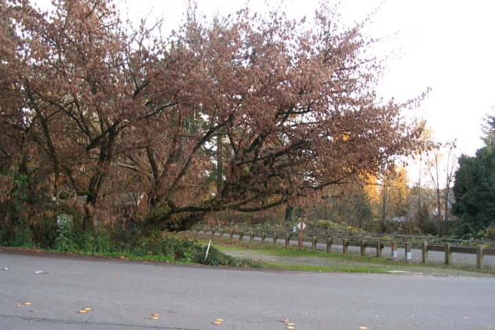 A tree beside a bicycle trail in Marymoor Park