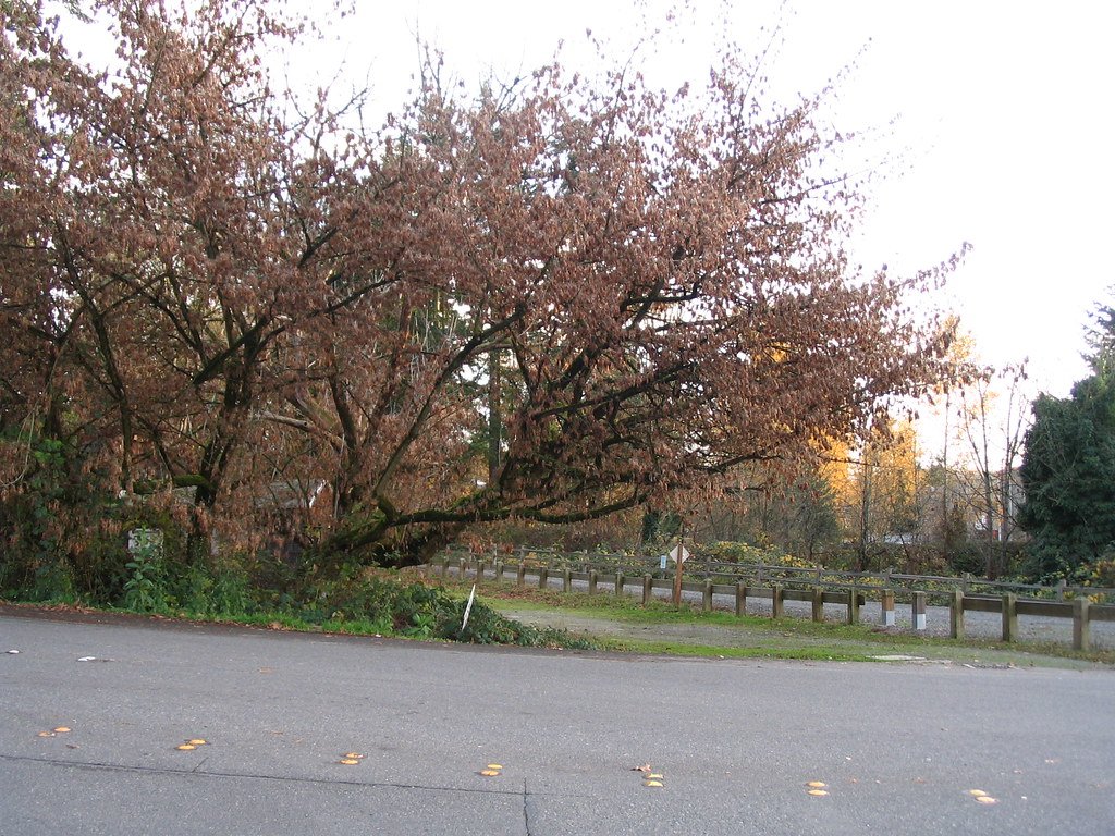 A tree beside a bicycle trail in Marymoor Park