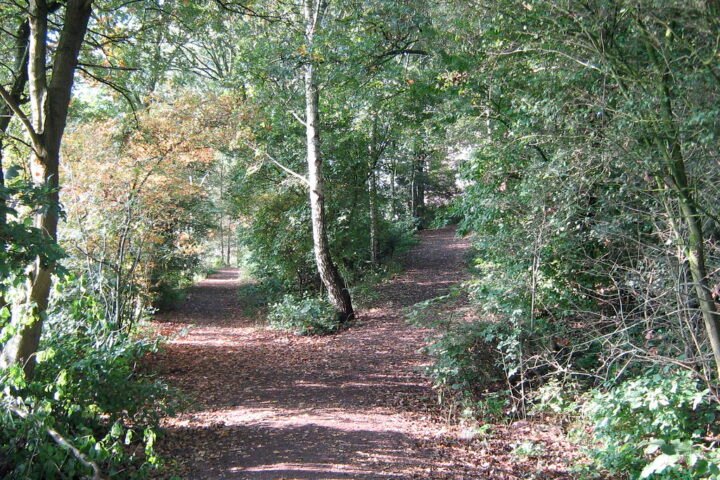 A fork in a path in a park