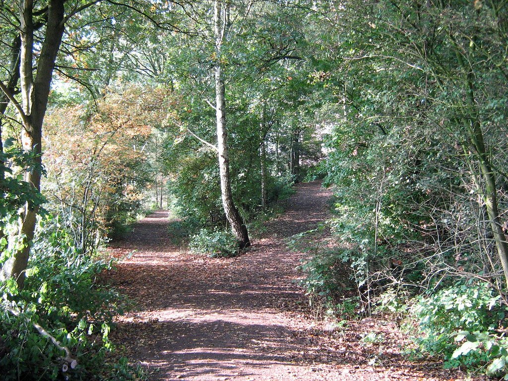 A fork in a path in a park