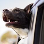 A dog sitting in a car