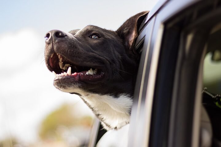 A dog sitting in a car