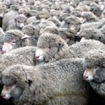 Merino ewes