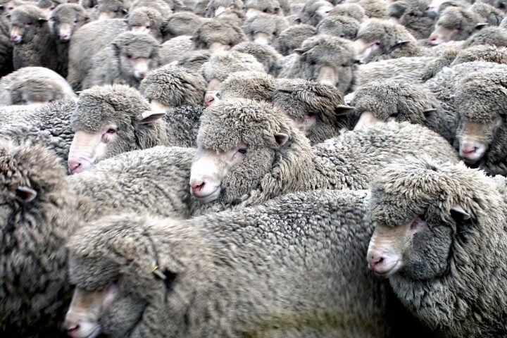 Merino ewes