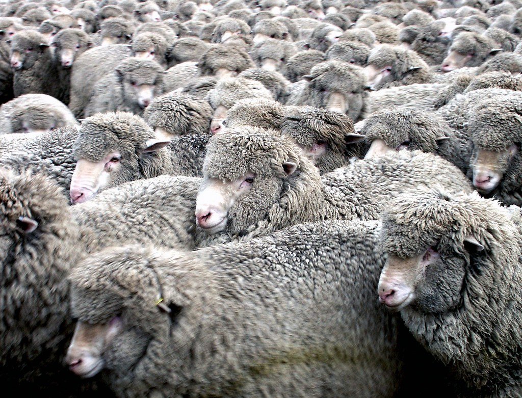 Merino ewes