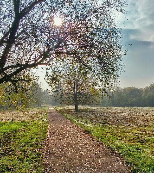 A path through a park in autumn