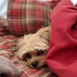 A dog waking up in the morning inside a sleeping bag while camping