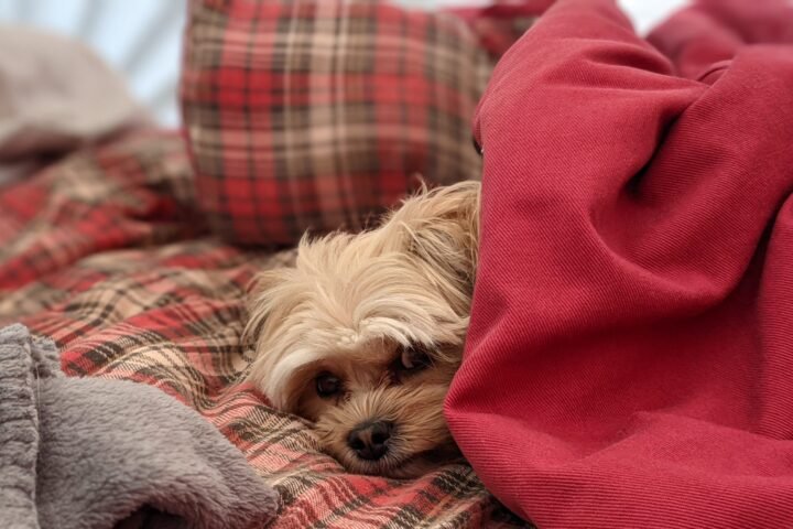 A dog waking up in the morning inside a sleeping bag while camping