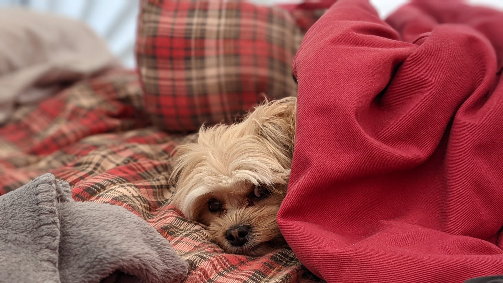 A dog waking up in the morning inside a sleeping bag while camping