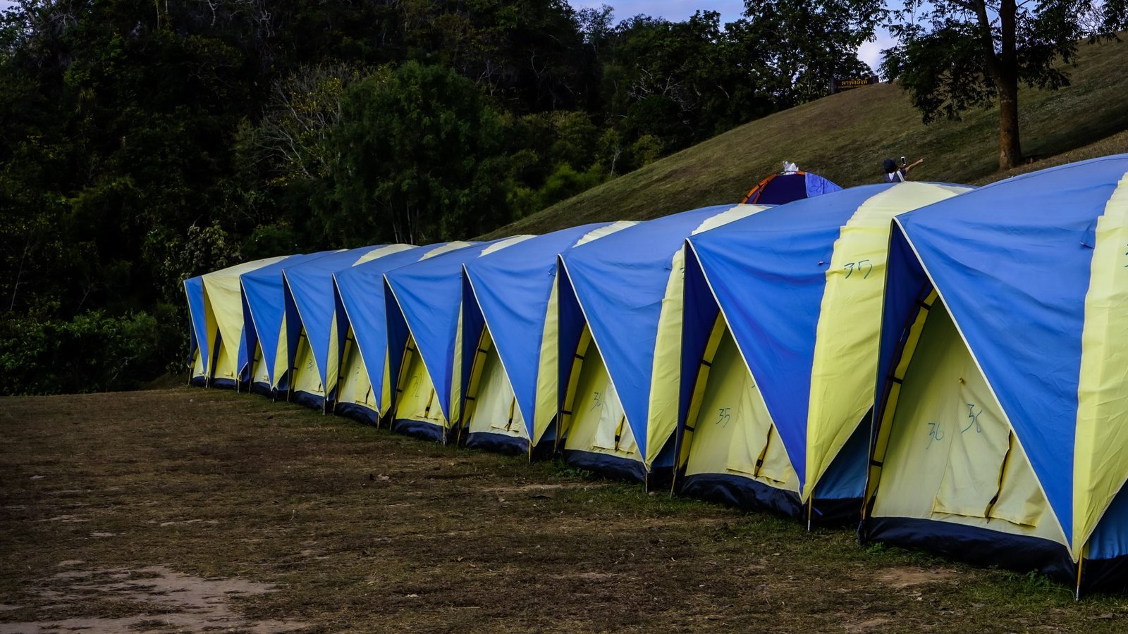 A line of blue and yellow dome tents set up in a grassy field with trees and a hill behind