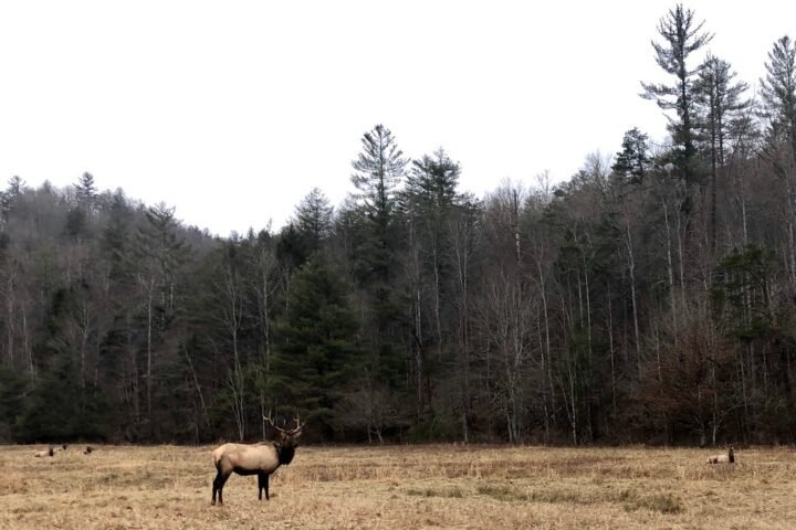 Elk in a meadow at Cataloochee, North Carolina